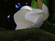 MAGNOLIA 
